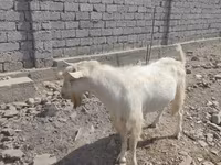 बकरा, Saanen goat — फ़ोटो 3