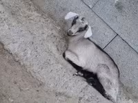母山羊, Goats — 照片 7