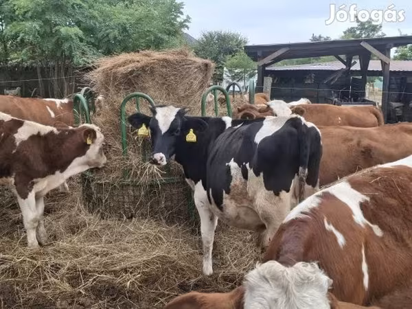 Bika, Holstein fajta