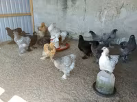 براهما — الصورة 1