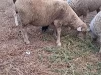 Oveja, Merino sheep — foto 4