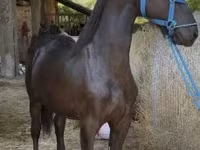 Hing, Friesian — 2. fotó