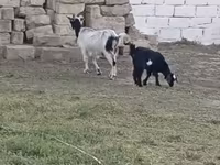 Cabra, Cabras — foto 1