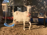 Chèvre, Saanen goat — photo 4