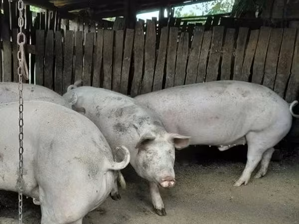 Kan,  — Magyarország