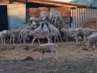 母羊, Sheep — 照片 1