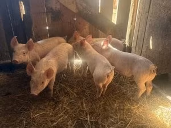 Sow, Pigs — Hungary