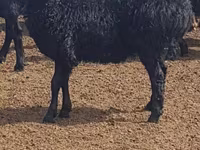 نعجة, Edilbay sheep — الصورة 1