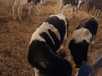 Bulle, Russian Black pied cattle — Foto 4