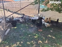 Chickens — photo 8