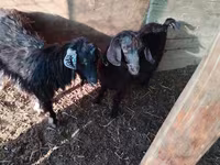 Cabro, Cabras — foto 4