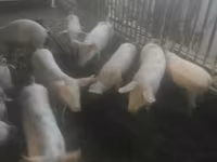 母猪, Крупная белая — 照片 1