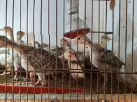 Turkeys — zdjęcie 2