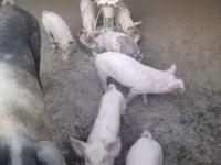 Pigs (batch, sex not specified), Pigs — photo 2