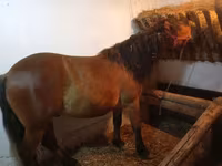 公马, Horses — 照片 3