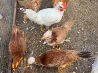 Chickens — zdjęcie 4