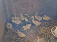 Ducks — foto 2