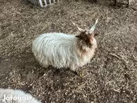 Kos, Racka sheep — 2. fotó