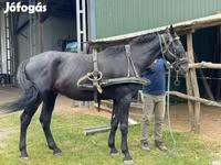 Hengst, Nonius horse — Foto 7