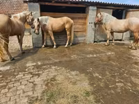 Jument, Chevaux — photo 5
