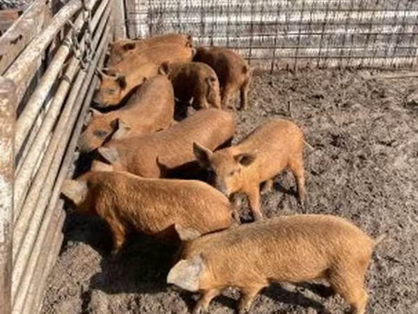 Boar, Мангалица