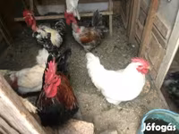 Chickens — 照片 2