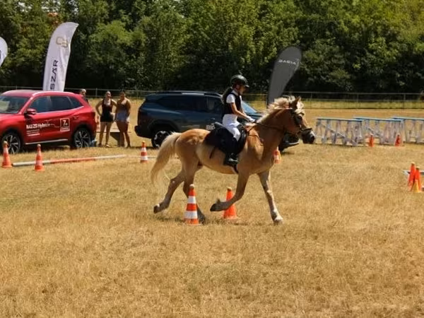 Cheval, Haflinger
