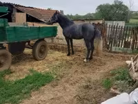 حصان, Lipizzaner — الصورة 3