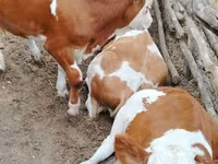 Bika, Holstein fajta — 1. fotó