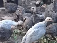 Guinea fowl — الصورة 6