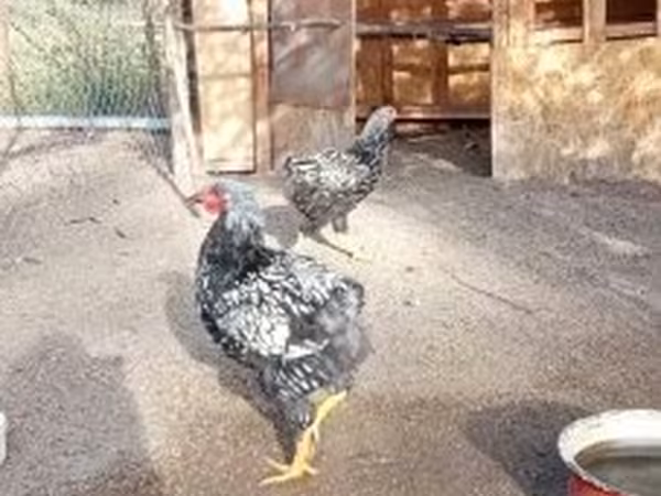 Chickens — 匈牙利