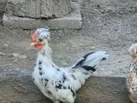 Chickens — फ़ोटो 5