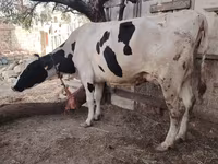 गाय, गोलस्टीन नस्ल — फ़ोटो 4