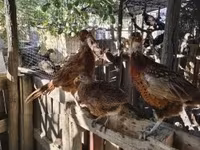 Guinea fowl — photo 8