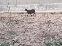 Owca, Owce — zdjęcie 3