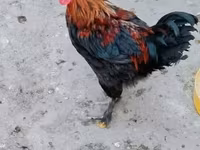 马朗 — 照片 1