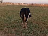 母牛, Holstein breed — 照片 2