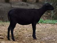 母羊, Cameroon sheep — 照片 3