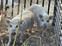 Säue, Schweine — Foto 2