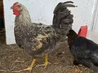 Chickens — Foto 3