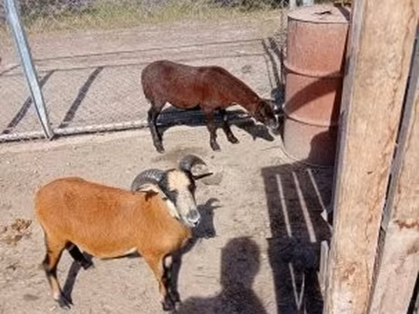 Ovce, Cameroon sheep — Maďarsko