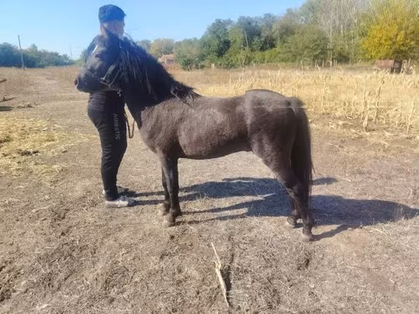 Horse (M), Horses