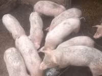 公猪, Pigs — 照片 3