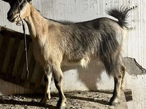 Nőstény kecske, Alpine goat