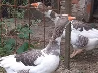 Geese — photo 2