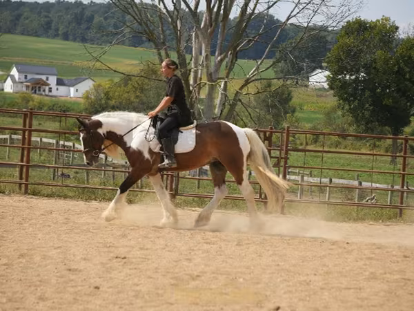 Hing, Pinto horses