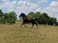 At, American paint horse — foto 2