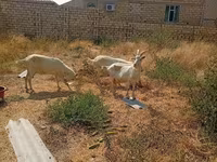 Koza, Saanen goat — zdjęcie 2