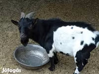 Bak, Nigerian dwarf goats — 1. fotó