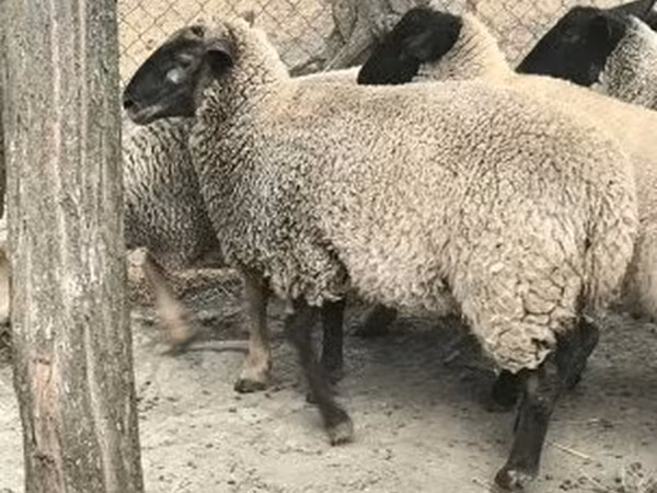 Oveja, White Suffolk sheep — Hungría